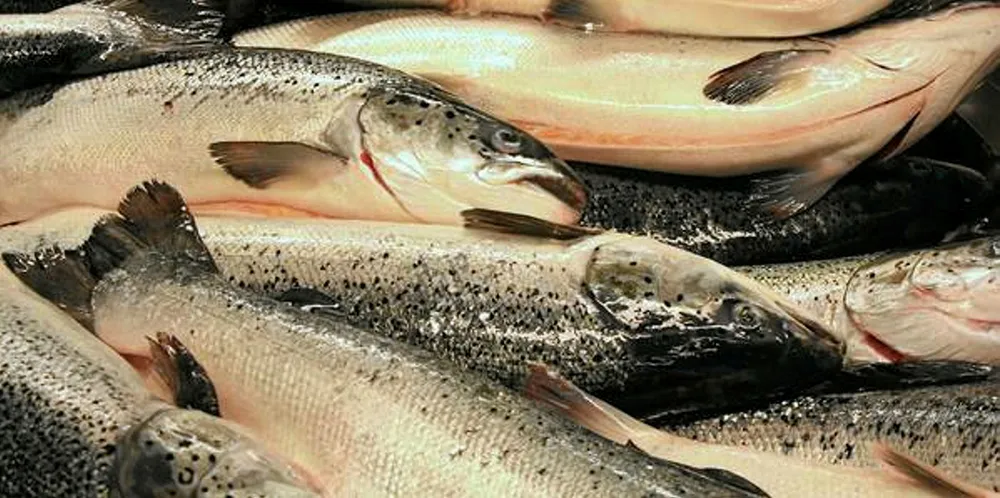 The salmon price seems to go up. And the market expects higher prices, as usual, towards Easter.