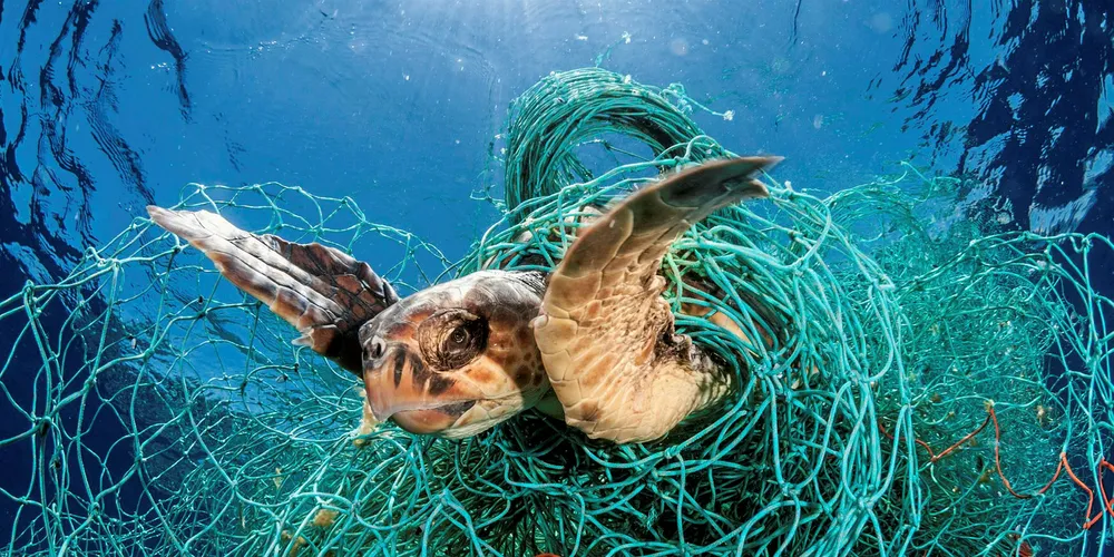 Loggerhead turtle (Caretta caretta) trapped in an abandoned drifting net, Balearic Channel, Mediterranean sea.