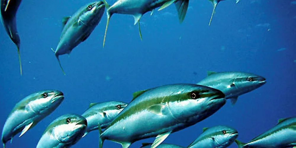 Yellowtail kingfish.