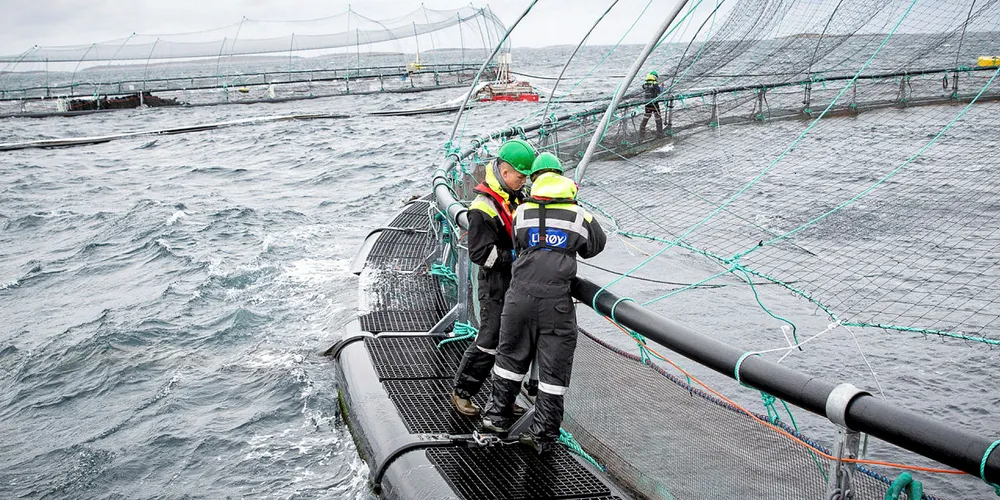 Norwegian salmon biomass rises in February