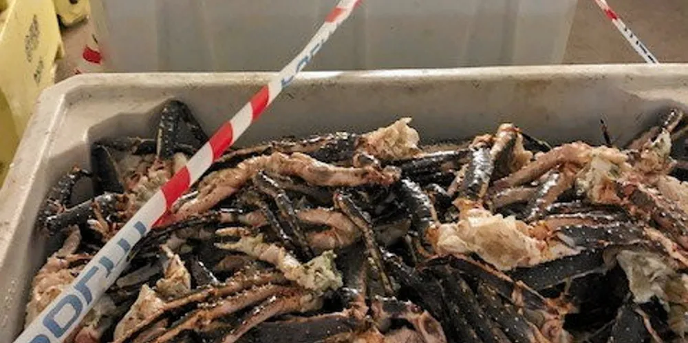 Det er et omfattende kriminelt kongekrabbenettverk, med forgreninger over hele landet, politiet har avdekket. Her et beslag gjort av Fiskeridirektoratet region nord og politiet i Finnmark i midten av november 2020.