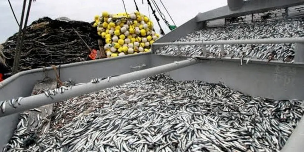 Catches have been sluggish with mini fishing bans imposed across south central waters because of high numbers of juveniles.
