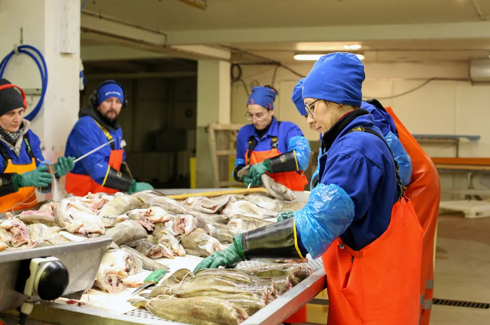 Fisket etter brosme og lange blir stadig viktigere for mange etter hvert som torskekvotene går ned. For å ta ned fisketrykket foreslår Fiskeridirektoratet å droppe direktefisket neste år.