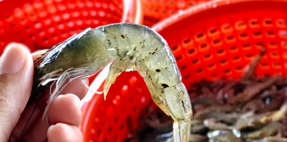 Low shrimp prices over the last 12 months have led to many Indian producers fallowing their farms or switching over to alternative species such as freshwater shrimp and fish, Choice Group Director Thomas Jose told IntraFish.