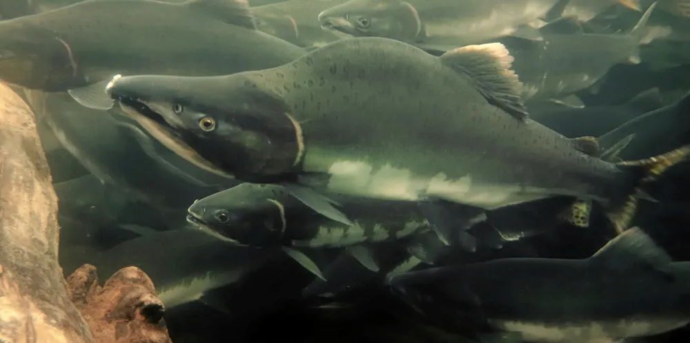 Russia's wild pink salmon -- the most abundant of the species caught in its waters -- are being harvested at far lower rates this year than initially projected.