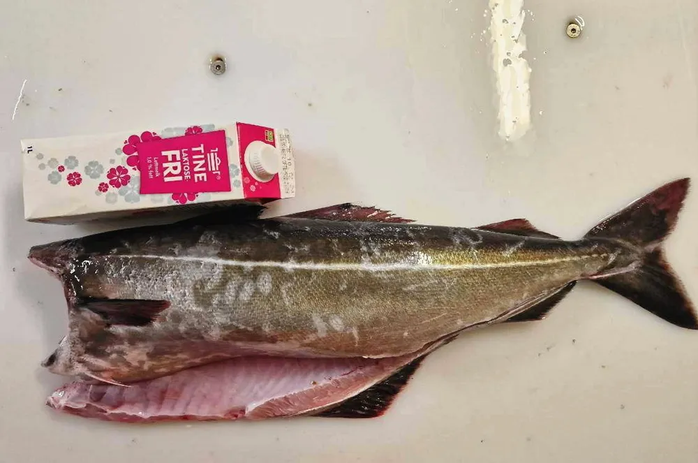 En sei på tre kilo blir dominerende ved siden av en liters melkekartong på 24 centimeter som har lengden til den minste hysa som fiskes.