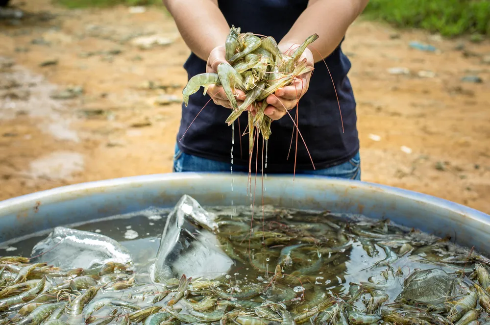 Eliminating eyestalk ablation requires the restructuring of some hatcheries, including building more tanks and keeping more female shrimp.