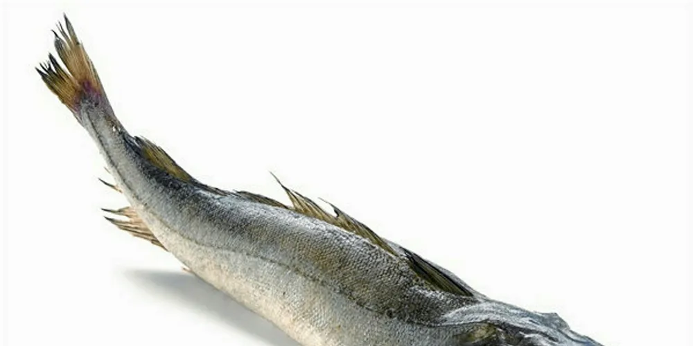 Southern hake.