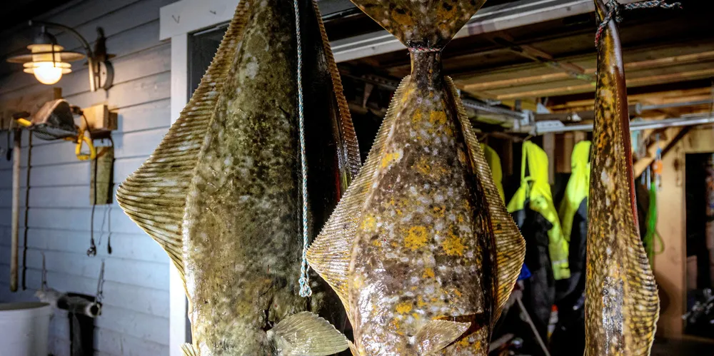 Lenge varslede reguleringer er snart klar fra Fiskeridirektoratet. Både fiskere, forskere og fiskerimyndigheter har vært bekymret for stadig økende landinger i et uregulert fiske.