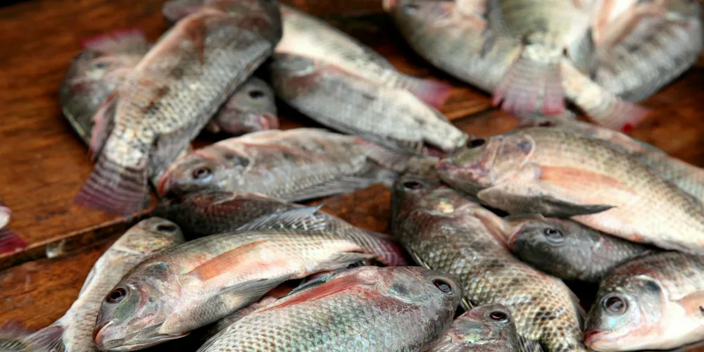 Taiwan steps up measures to contain tilapia lake virus