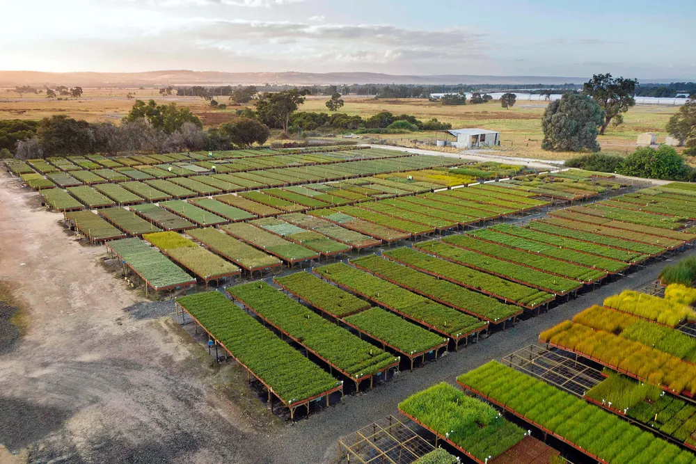 Trending: Carbon offset planting in Western Australia.