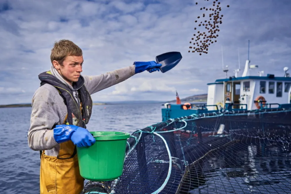 Cooke Aquaculture Scotland is the largest producer of organic Scottish salmon, which it grows exclusively in Orkney.