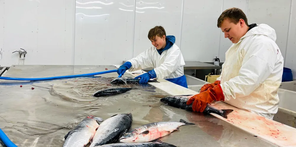 Lyder Fisk håper å gjøre butikk ut av den svartelistede pukkellaksen. I løpet av 2021 har han kjøpt rundt 250 kilo stillehavslaks (som han selv kaller den) - for å starte det han kaller et lite forskningsprosjekt. Glenn Johansen (t.v.) og Marcus Abrahamsen har sommerjobb hos Lyder Fisk og tar seg blant annet av pukkellaksen.