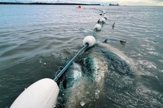 Bristol Bay sockeye salmon fishing is underway.