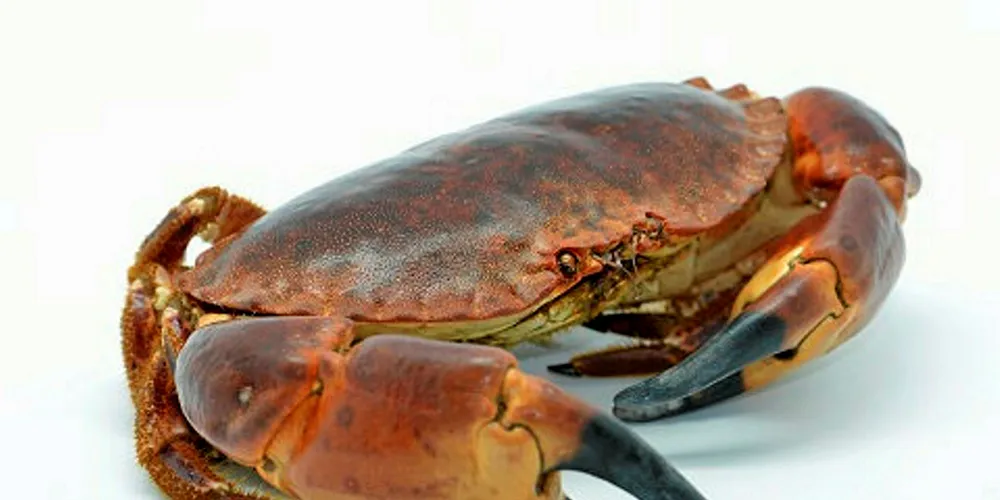 UK rock crab.