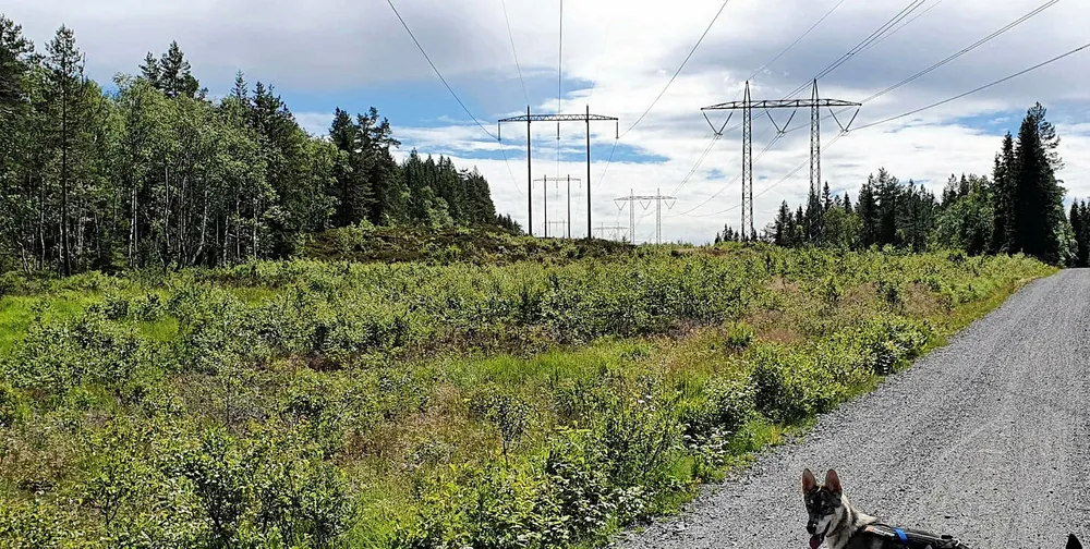 Både husholdninger næringsliv og industri vil få kuttet nettleien fra Statnett neste år. Totalt gis det rundt 1,2 milliarder i korona-rabatt.