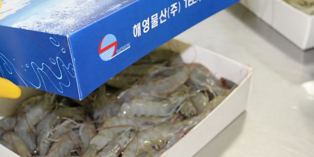 Ecuador shrimp exports leapt to a new high watermark in November.