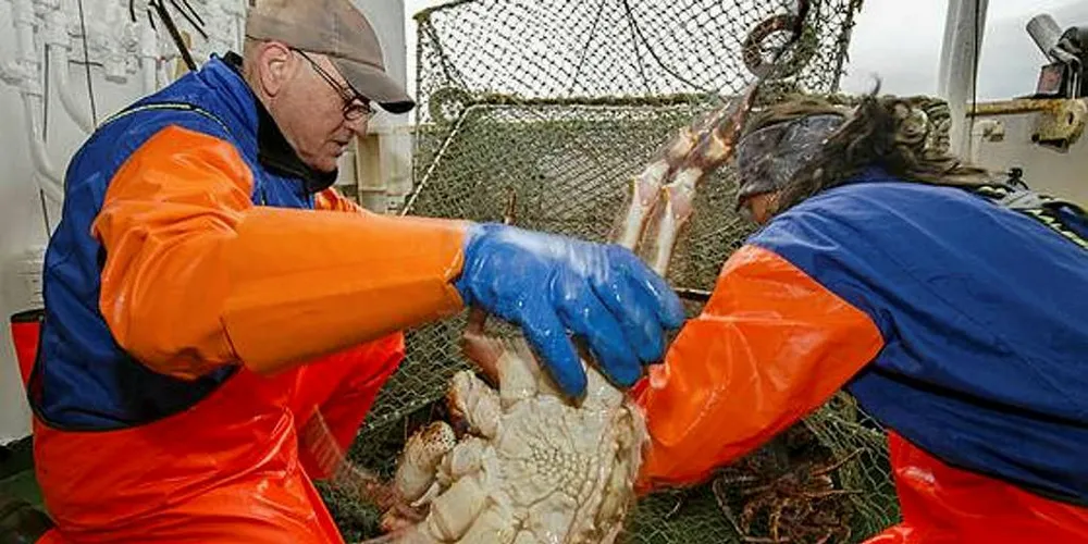 INGEN FARE: Seniorforsker Jan H. Sundet ved Havforskningsinstituttet sier det ikke er noe fare for at kongekrabbebestanden skal bryte sammen.