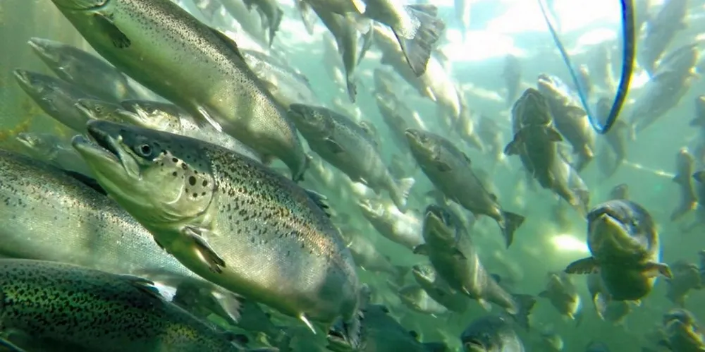 The number of farmed salmon escape incidents dropped in Norway for 2020.
