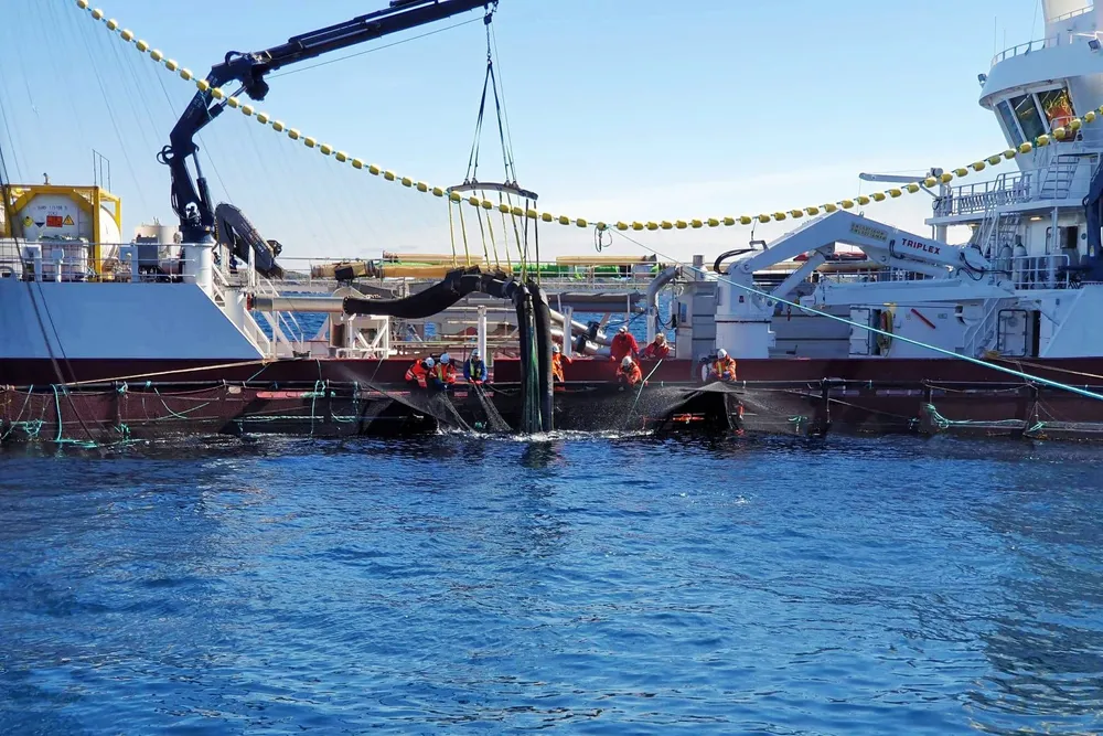 Sist gang det var algeangrep måtte Nordlaks laste 350.000 fisk på anlegget Kalvhodet over på brønnbåt for å unngå algene. Nå kan det bli nye algeangrep.
