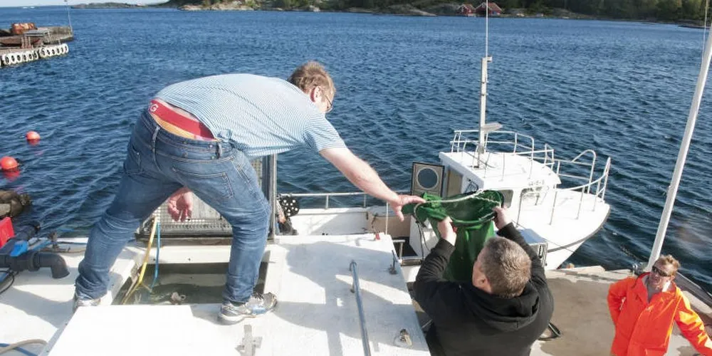 Leppefisken bli ofte tatt imot av tankbil og transportert til oppdrettsanlegg, men der sluttseddel likevel skal utfylles og undertegnes av sjåfør og fisker. Bildet er tatt i en annen anledning. ILLUSTRASJONS