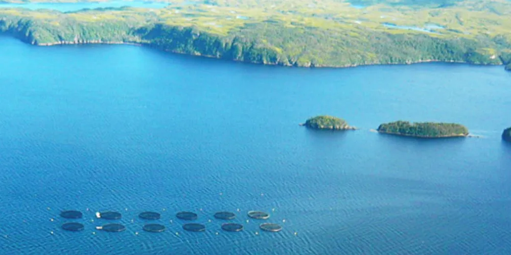 Northern Harvest was recently acquired by Oslo-listed salmon farming giant Marine Harvest.