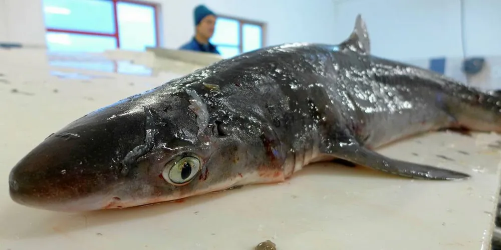ØKENDE: Fiskarlaget viser til at pigghå-bestanden er økende og mener det er grunnlag for en større bifangst-prosent.Foto: Ole Erik Klokeide