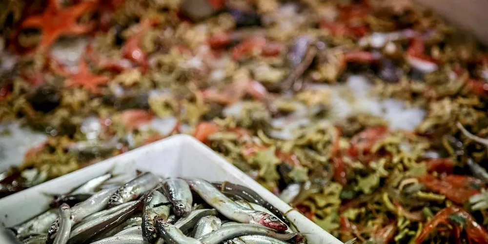 FORVALTNING: – I mitt hode må det mer til for å sikre optimal forvaltning av våre fiskebestander, skriver fisker Torfinn Gangstad i et debattinnlegg.Illustrasjonsfoto: Erlend A. Lorentzen, HI