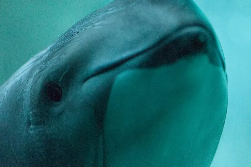 A harbour porpoise.