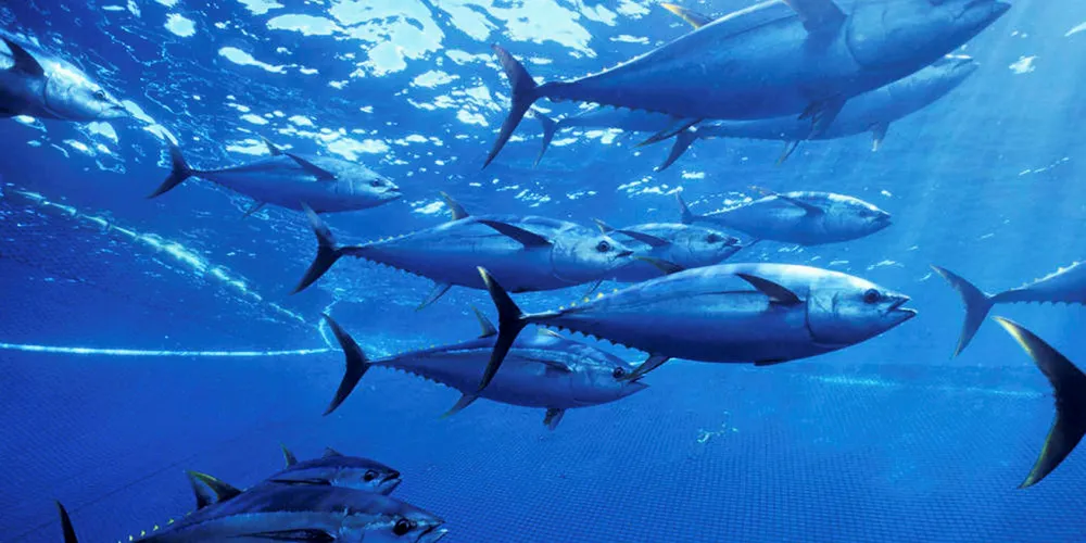Yellowfin tuna.