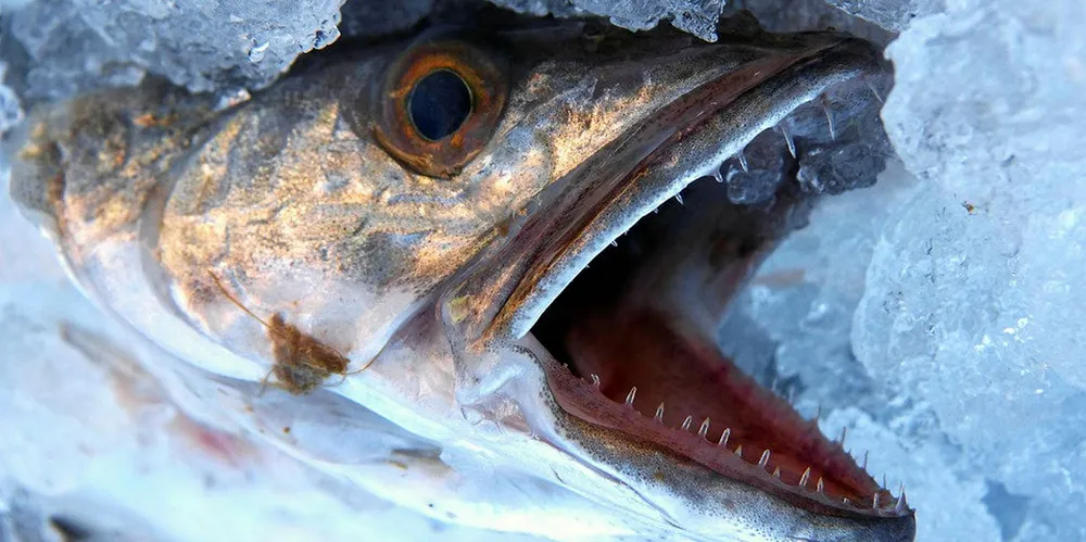 Hake.