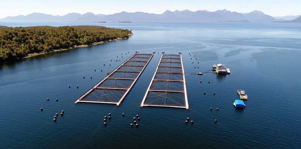 Mowi's Chilean salmon operation benefitted from higher prices and demand, but was hit by increased costs and lower harvests.