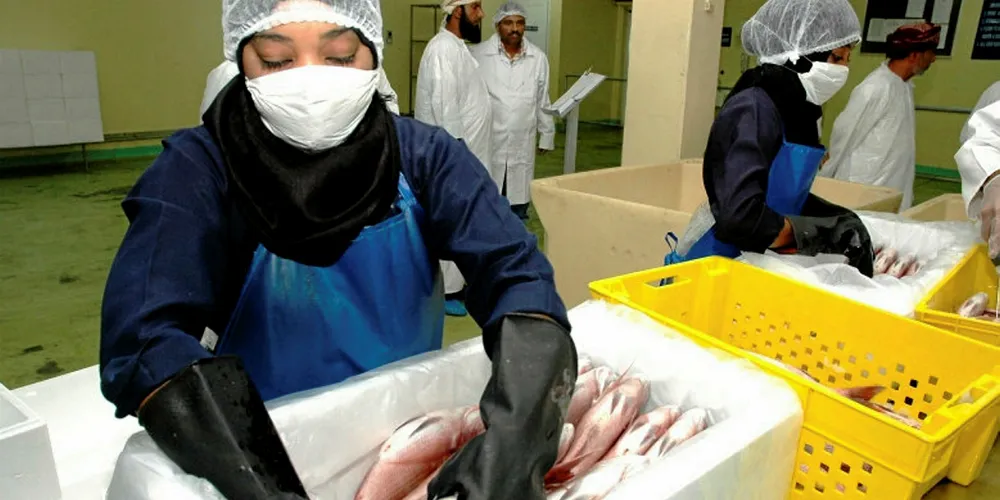 Modern fish sorting facilities provide women jobs in Oman.