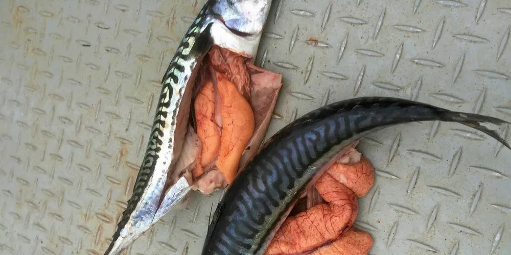 GYTEKLAR: Tidlig gyteklar makrell på norskekysten, varsler om de endringer i havet som observante fiskere i lang tid har informert om. Dette er et ferskt bilde fra makrell på mørekysten.Foto: Torfinn Gangstad