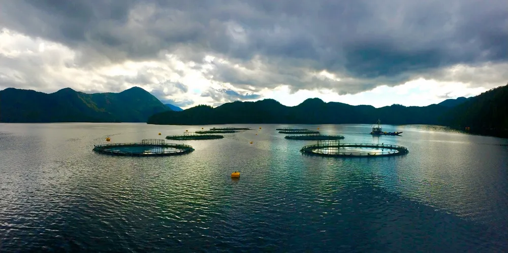 Mowi Canada West's salmon farms in Klemtu, British Columbia.
