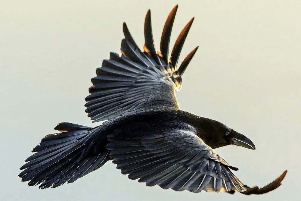 Raven set to fly: for BP off Egypt