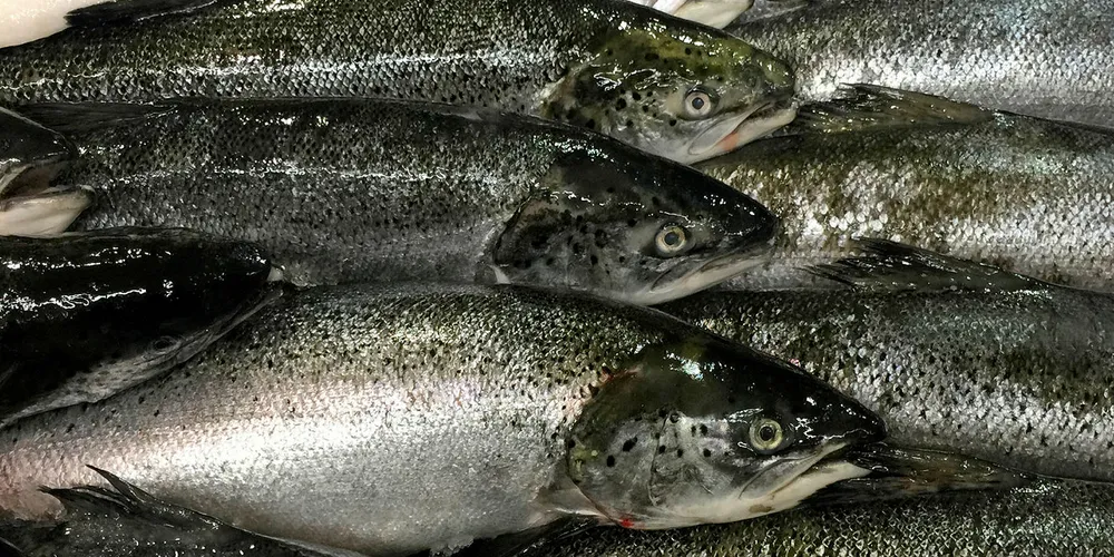 Atlantic salmon.
