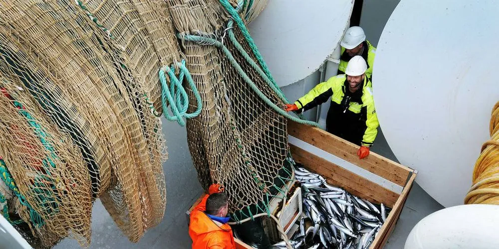 MAKRELLRÅDET 2019: Flere fiskerorganisasjoner har bedt HI stanse kvoterådet for makrell i 2019. De mener ICES ikke har godt nok grunnlag for å gi et råd.Illustrasjonsfoto: Leif Nøttestad, Havforskningsinstituttet