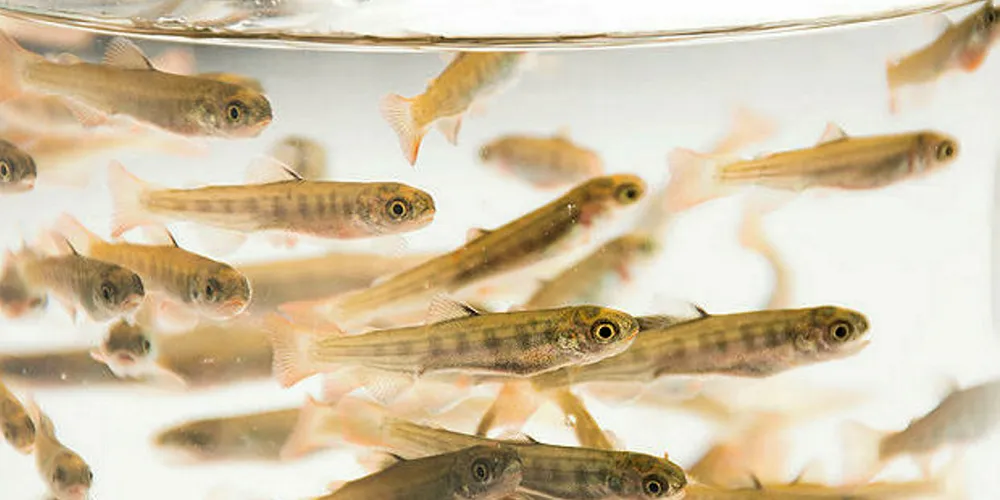 Salmon smolt from Salmones Austral.