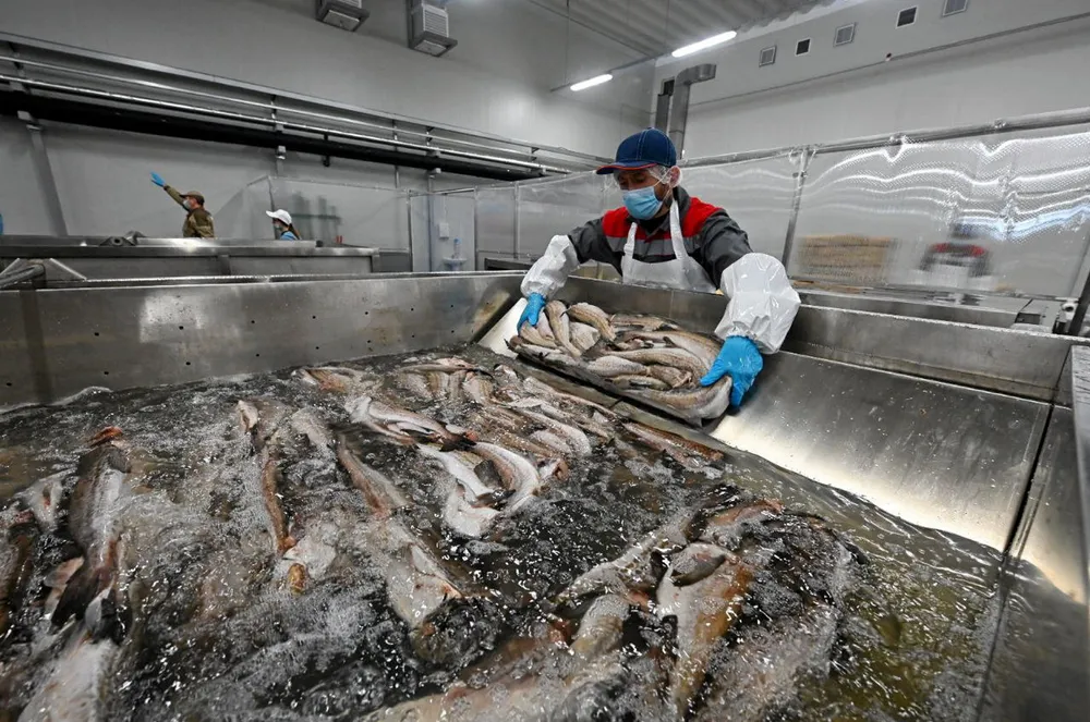 Russian Fishery Company (RFC) is one of the country's largest producers of whitefish and - for now, at least - a significant supplier to the European Union.