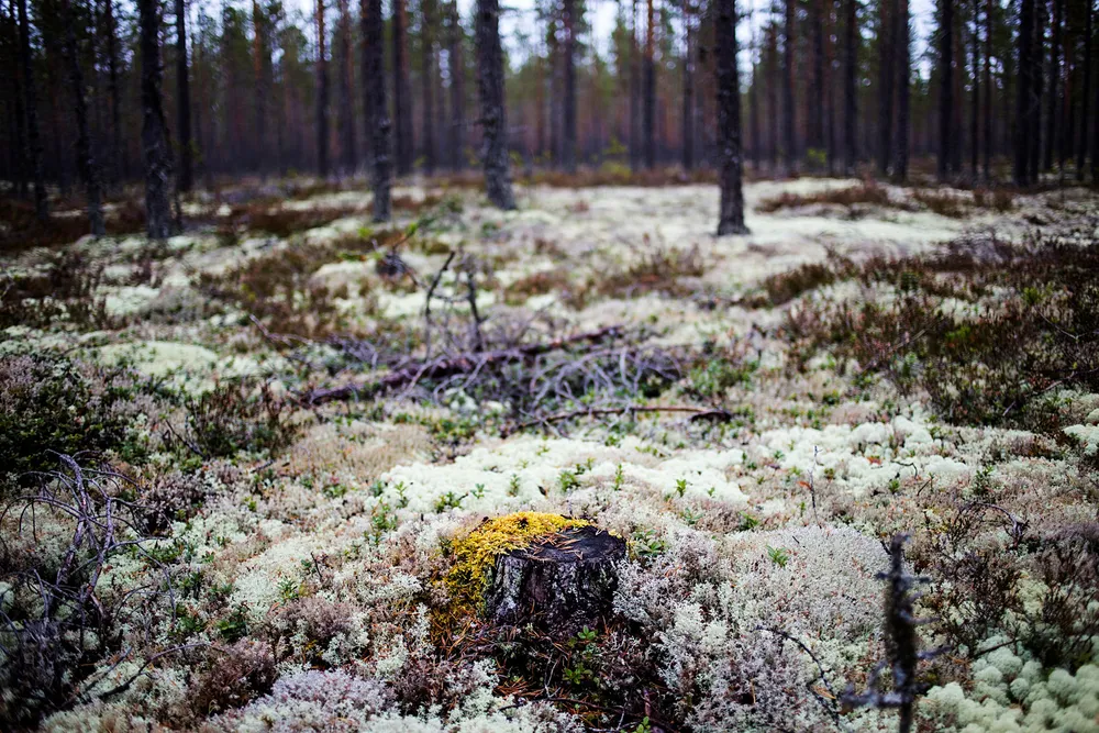 Retting av matrikkelen for store eiendommer kan fort bli en svært kostbar affære. Hjemmelsforhold mellom mange eiere må avklares. Grenser skal sannsynliggjøres og fastsettes i vanskelig terreng. Foto: Per Thrana