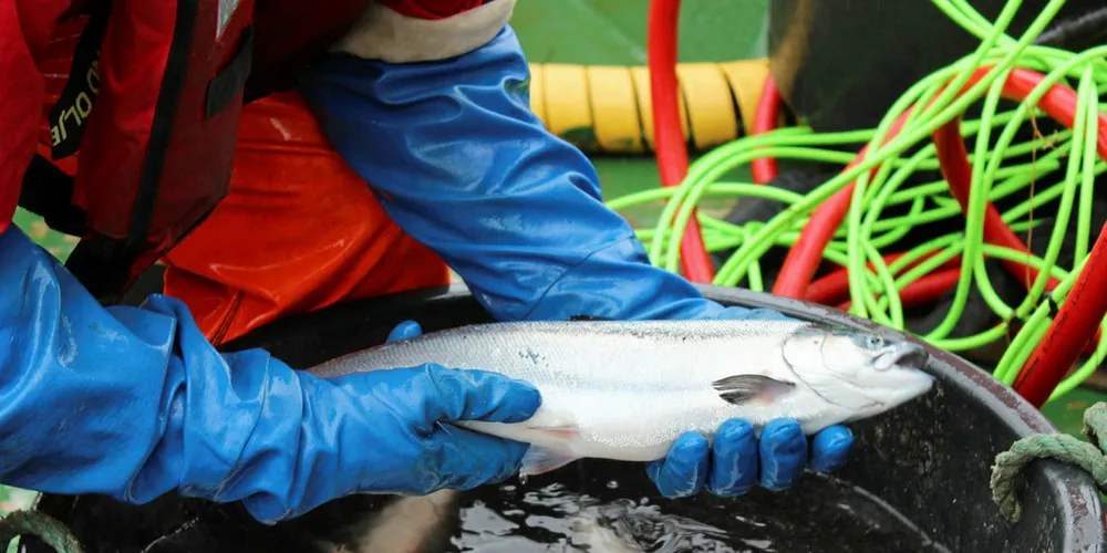 Counting sea lice on a farmed Atlantic salmon.