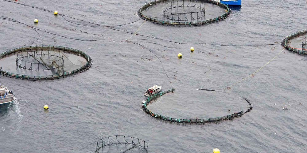 In 2019 Activist Tavish Campbell took drone footage of a broken salmon pen on Mowi's British Columbia-based Robertson Island farm.