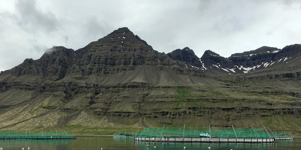 A new report was recently published on Iceland’s potential for salmon farming.