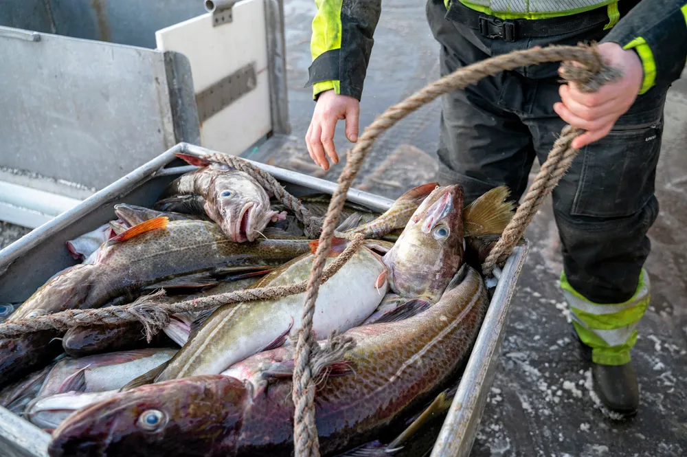 Fersk torsk ligger i snitt to euro per kilo over i pris, sammenliknet med samme tid i fjor.