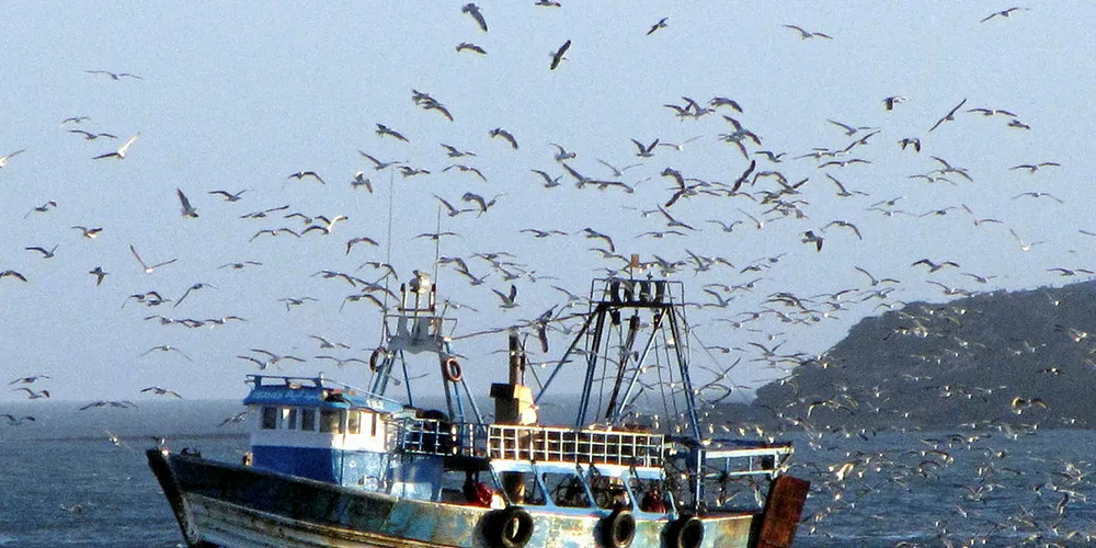 Sardine Boat - Essaouira, Morocco -