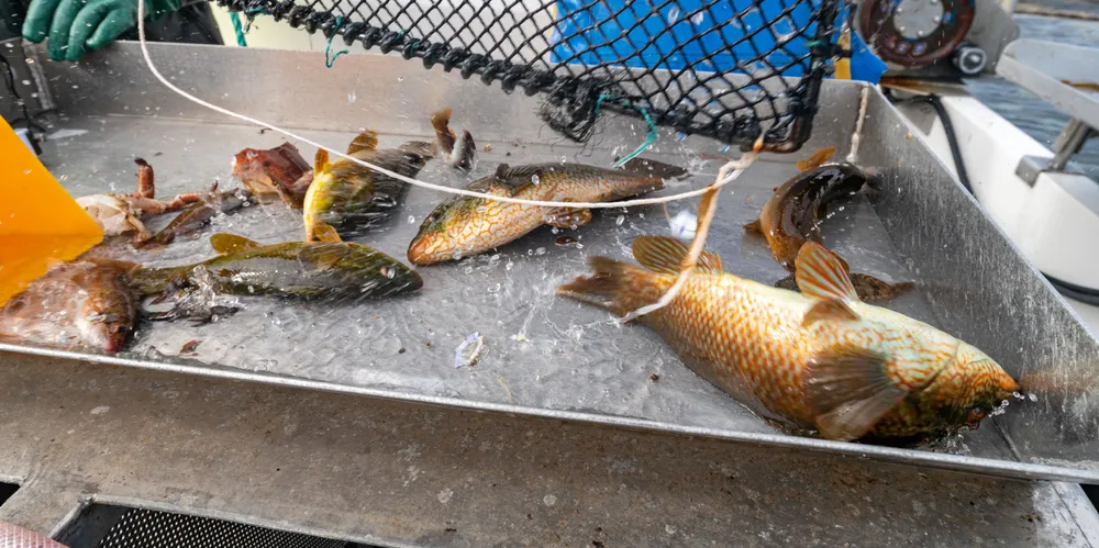 Direktoratet finner ikke lenger at hensynet til kontroll svekkes ved at kopi av leveringsavtale ikke sendes til Fiskeridirektoratet før fisket starter.