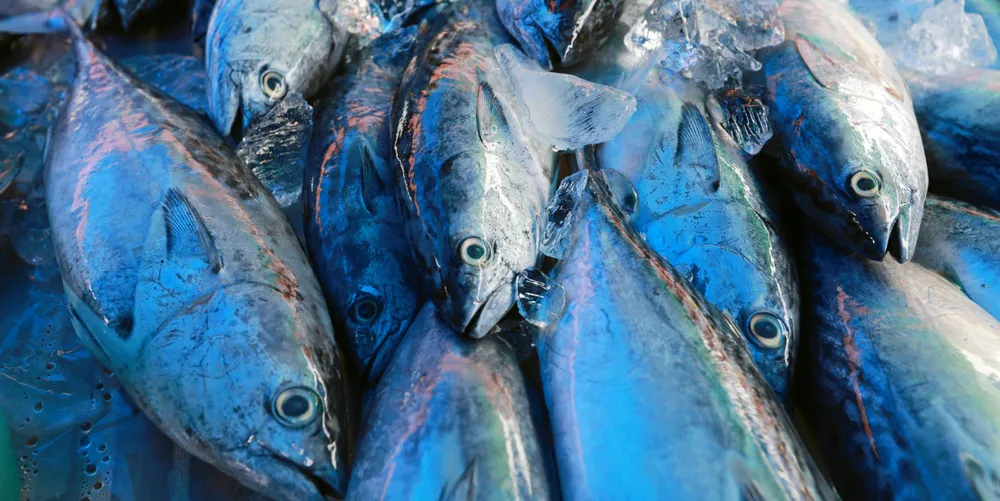 Vietnam tuna exports have surged despite rocketing transport and production costs.