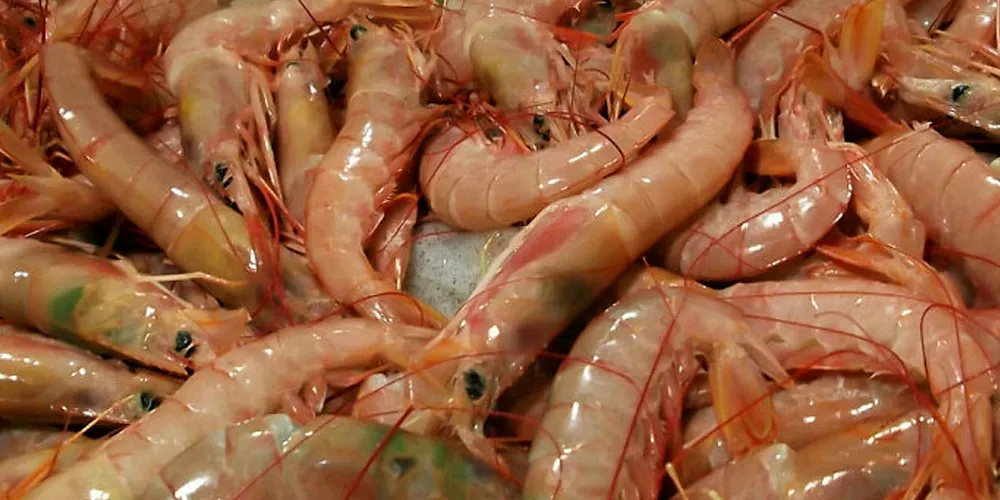 Argentinean red shrimp. Cabo Virgenes.