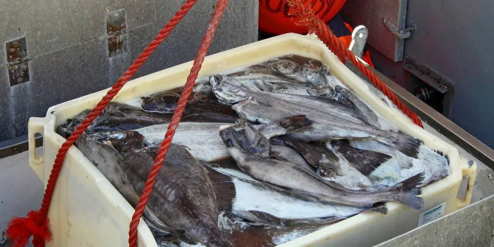 GEBYR: Flere fiskere fikk gebyr i fjor i forbindelse med blåkveitefiske og fartsområde-begrensning. Nå håper Fiskarlaget at Sjøfartsdirektoratet gjennomgår saker fra fjoråret og at det resulterer i flere reduserte gebyr.Foto: Frank Einar Iversen